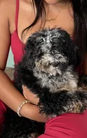 Cookie Purple Collar mad, a female Miniature Aussiedoodle for sale in Carrollton, GA – 2 of 10