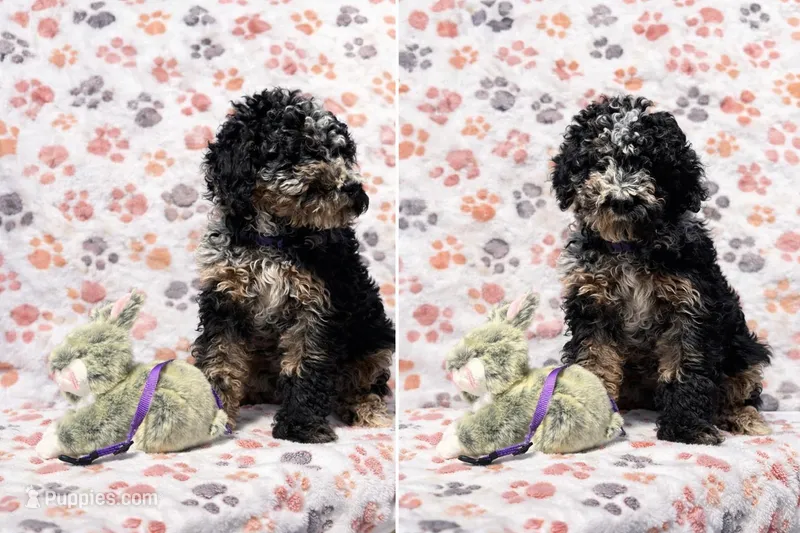 Cookie Purple Collar mad – Miniature Aussiedoodle puppy for sale in Carrollton, GA
