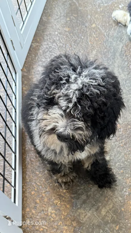 Cookie Purple Collar mad – Miniature Aussiedoodle puppy for sale in Carrollton, GA