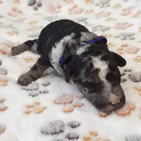 Cookie Purple Collar mad, a female Miniature Aussiedoodle for sale in Carrollton, GA – Photo 4 of 5