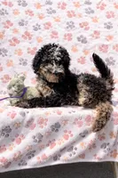 Cookie Purple Collar mad, a female Miniature Aussiedoodle for sale in Carrollton, GA – 6 of 10