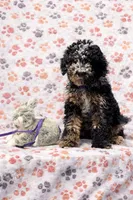 Cookie Purple Collar mad, a female Miniature Aussiedoodle for sale in Carrollton, GA – 5 of 10