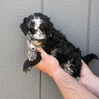 Cookie Purple Collar mad, a female Miniature Aussiedoodle for sale in Carrollton, GA – Photo 2 of 5