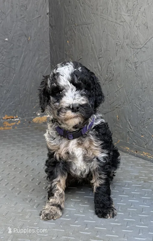 Cookie Purple Collar mad