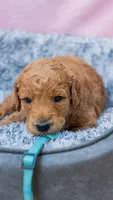 Sadie Blue Collar GD, a female Goldendoodle for sale in Carrollton, GA – Photo 1 of 2