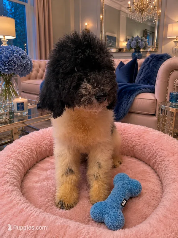 Piper Pink Collar Poo – Poodle - Multi-Colored Standard puppy for sale in Carrollton, GA