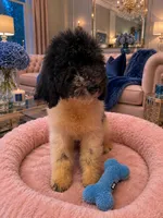 Piper Pink Collar Poo, a female Poodle - Multi-Colored Standard for sale in Carrollton, GA – 1 of 4
