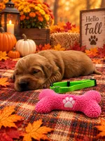 Molly - Green collar GR, a female Golden Retriever for sale in Carrollton, GA – 1 of 3