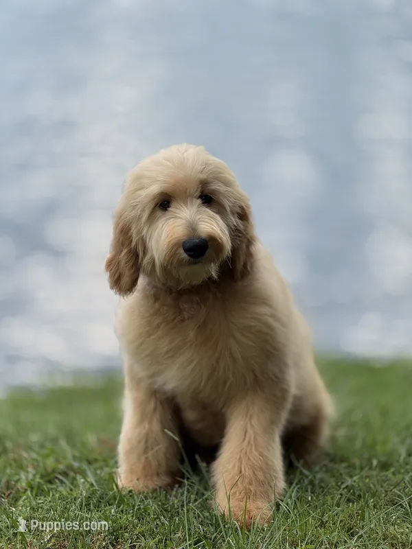 Milo – Goldendoodle puppy for sale in Carrollton, GA