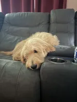 Milo, a male Goldendoodle for sale in Carrollton, GA – 2 of 2