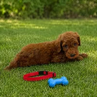 Rascal - Red Collar Poo, a male Poodle - Standard  for sale in Carrollton, GA – 2 of 3
