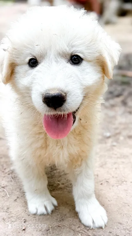 Bear Black Collar GP – Great Pyrenees puppy for sale in Carrollton, GA