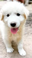Bear Black Collar GP, a male Great Pyrenees for sale in Carrollton, GA – 1 of 5