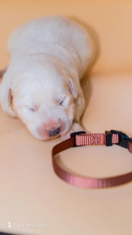 Axle GP – Great Pyrenees puppy for sale in Carrollton, GA