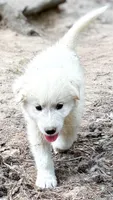 Bear Black Collar GP, a male Great Pyrenees for sale in Carrollton, GA – 3 of 5