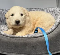 Casper Blue Collar GP, a male Great Pyrenees for sale in Carrollton, GA – Photo 2 of 4