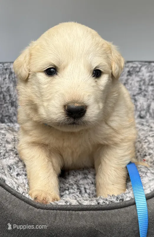Casper Blue Collar GP – Great Pyrenees puppy for sale in Carrollton, GA