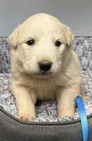 Casper Blue Collar GP, a male Great Pyrenees for sale in Carrollton, GA – Photo 1 of 4