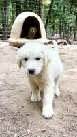 Bear Black Collar GP, a male Great Pyrenees for sale in Carrollton, GA – 4 of 5