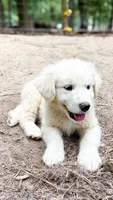Bear Black Collar GP, a male Great Pyrenees for sale in Carrollton, GA – 2 of 5