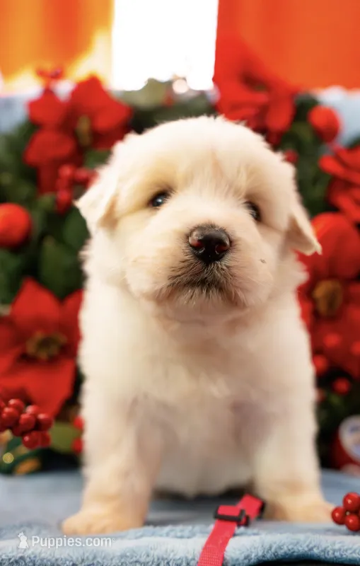 Angel Pink Collar PD, a female Pyredoodle for sale in Carrollton, GA – Photo 1 of 6