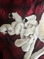 Angel Pink Collar PD, a female Pyredoodle for sale in Carrollton, GA – Photo 5 of 6