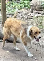 Hazel, a female Great Pyrenees for sale in Carrollton, GA – 3 of 5
