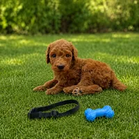 Diesel - Black Collar Poo, a male Poodle - Standard  for sale in Carrollton, GA – 2 of 3