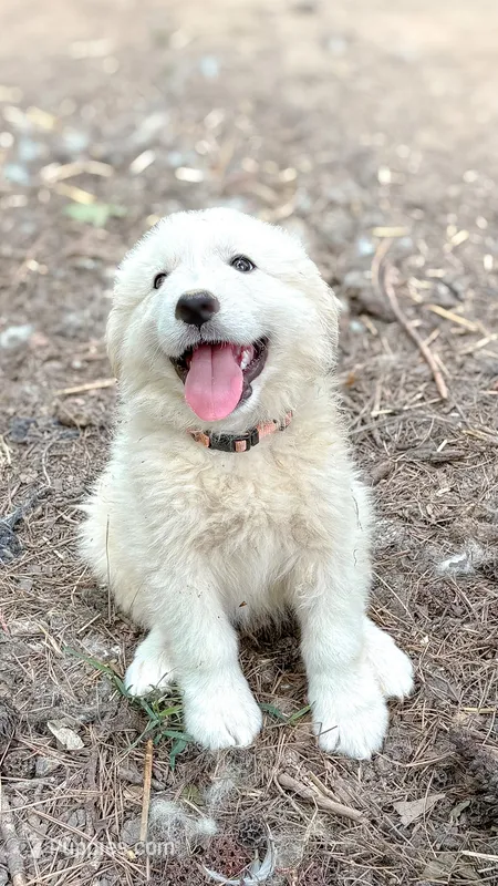 Diesel  – Great Pyrenees puppy for sale in Carrollton, GA