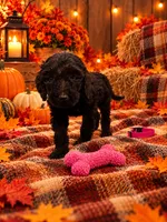 Angel - Pink Collar F1b GD, a female Goldendoodle for sale in Carrollton, GA – 5 of 5