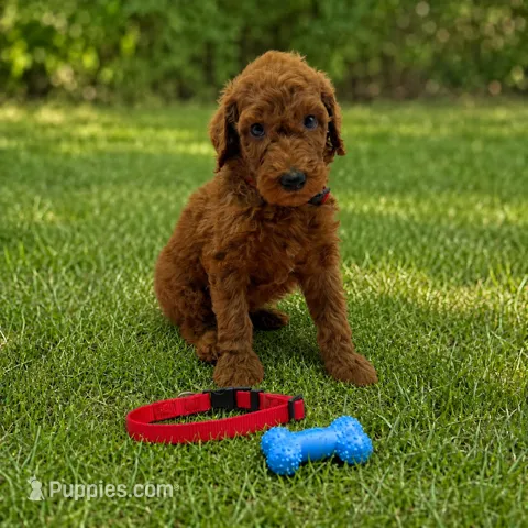 Rascal - Red Collar Poo – Poodle - Standard  puppy for sale in Carrollton, GA