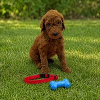 Rascal - Red Collar Poo, a male Poodle - Standard  for sale in Carrollton, GA – 1 of 3