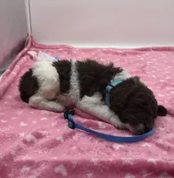 Hershey Blue Collar , a male Poodle - Multi-Colored Standard for sale in Carrollton, GA – 3 of 4
