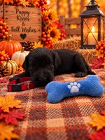 Buddy - Red Collar F1b GD, a male Goldendoodle for sale in Carrollton, GA – 2 of 3