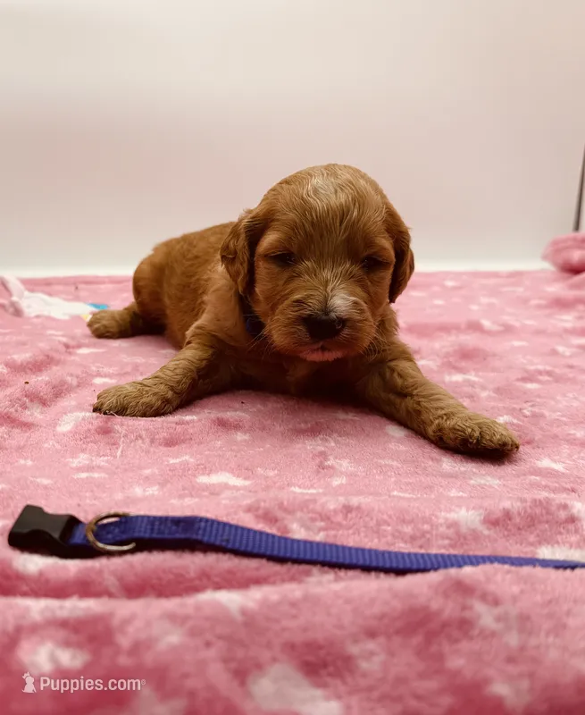 Rosie Purple Collar GD – Goldendoodle puppy for sale in Carrollton, GA