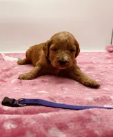 Rosie Purple Collar GD, a female Goldendoodle for sale in Carrollton, GA – 1 of 3