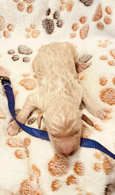 Rosie Purple Collar GD