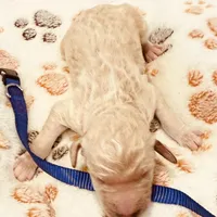 Rosie Purple Collar GD, a female Goldendoodle for sale in Carrollton, GA – Photo 1 of 3