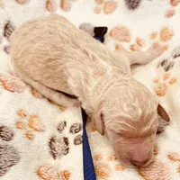 Rosie Purple Collar GD, a female Goldendoodle for sale in Carrollton, GA – Photo 2 of 3