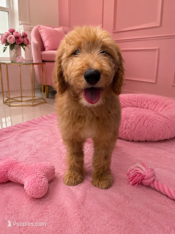 Hazel Black Collar GD – Goldendoodle puppy for sale in Carrollton, GA