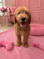 Hazel Black Collar GD, a female Goldendoodle for sale in Carrollton, GA – 1 of 3