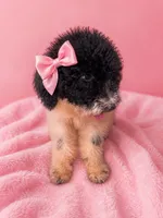 Zoey Green Collar Poo, a female Poodle - Multi-Colored Standard for sale in Carrollton, GA – 2 of 6