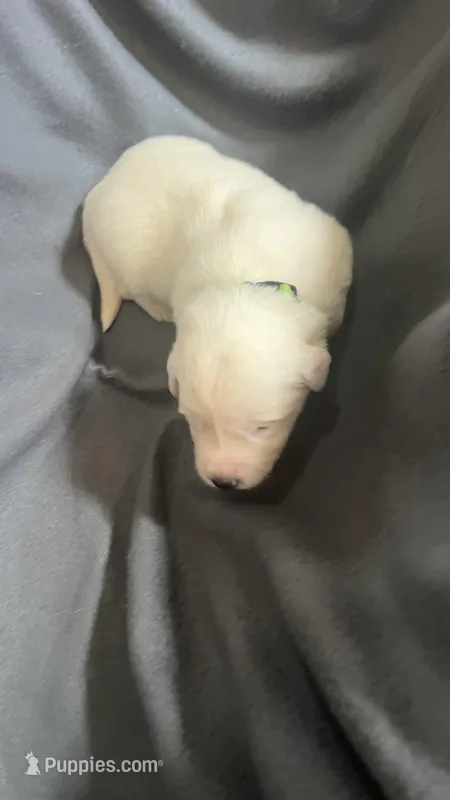 On Hold. Sadie Green Collar PD