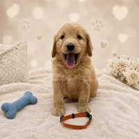 Winston Orange Collar GD, a male Goldendoodle for sale in Carrollton, GA – 1 of 2