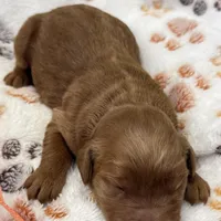 Dolly Orange Collar GR, a female Golden Retriever for sale in Carrollton, GA – Photo 3 of 4