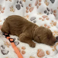 Dolly Orange Collar GR, a female Golden Retriever for sale in Carrollton, GA – Photo 4 of 4