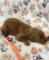 Dolly Orange Collar GR, a female Golden Retriever for sale in Carrollton, GA – Photo 1 of 3