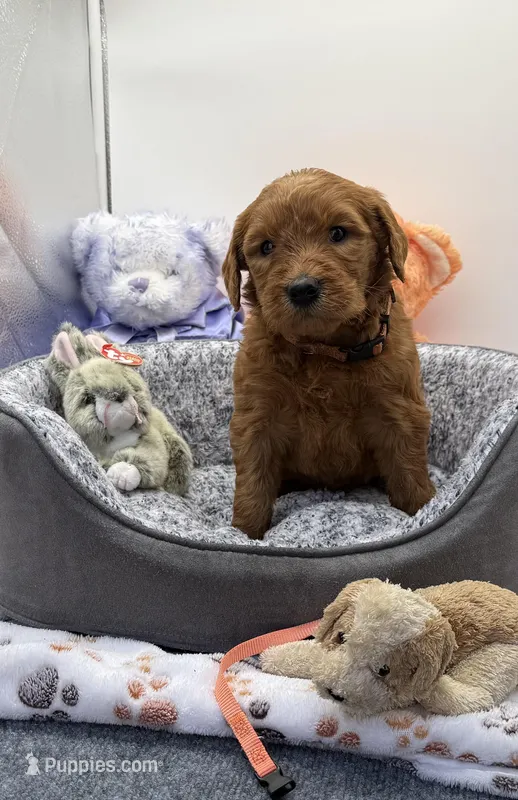 Dolly Orange Collar GR – Golden Retriever puppy for sale in Carrollton, GA