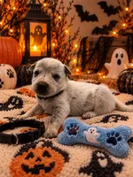 Blue - Black Collar, a male Australian Cattle Dog for sale in Carrollton, GA – 2 of 3