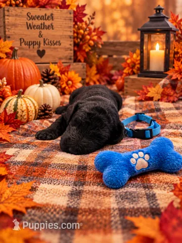 Bentley - Blue Collar F1b GD – Goldendoodle puppy for sale in Carrollton, GA